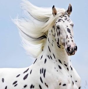 Meet your Posher, Eduardo